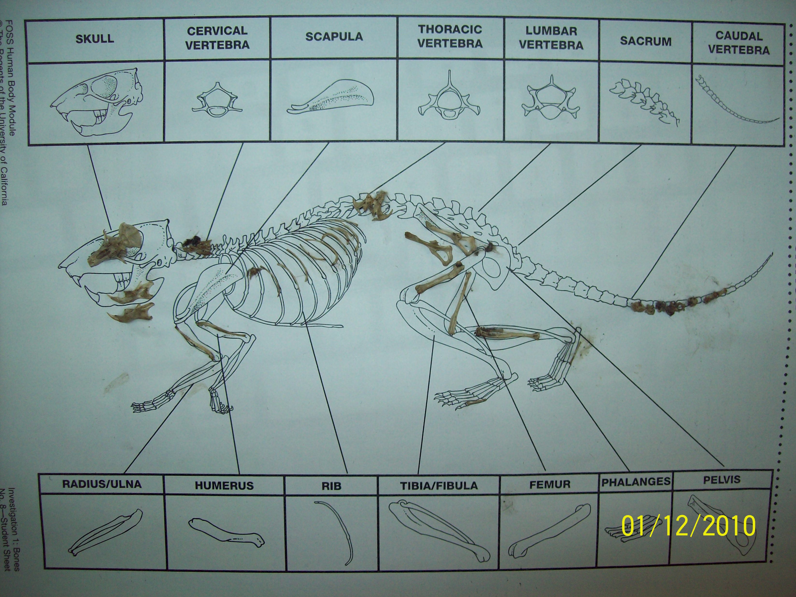 Owl Pellets Bring Skeletons Into Schools - Alliance for the